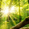 Textil Ersatzdruck Sonnenstrahlen Im Dichten Wald Hochformat Zoom