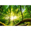 Textil Ersatzdruck Sonnenstrahlen Im Dichten Wald Querformat Motivvorschau