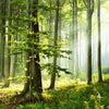 Textil Ersatzdruck Sonniger Morgen Im Wald Quadrat Zoom