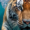 Textil Ersatzdruck Tauchender Tiger Panorama Zoom