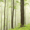 Textil Ersatzdruck Unberuehrte Natur Der Wald Quadrat Zoom