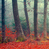 Textil Ersatzdruck Vertraeumter Wald Panorama Zoom