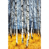 Textil Ersatzdruck Wald Mit Birkenbaeumen Hochformat Motivvorschau