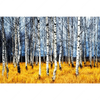 Textil Ersatzdruck Wald Mit Birkenbaeumen Querformat Motivvorschau