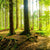 Textil Ersatzdruck Wald Mit Sonnenstrahlen Hochformat Zoom