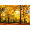Textil Ersatzdruck Waldlandschaft Im Herbst Querformat Motivvorschau