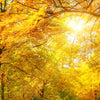 Textil Ersatzdruck Waldlandschaft Im Herbst Querformat Zoom