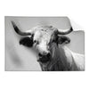 Textil Ersatzdruck Weisser Bulle Querformat Produktvorschau Frontal
