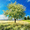 Textil Ersatzdruck Wiese Mit Bluehendem Baum Quadrat Motivvorschau