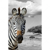 Textil Ersatzdruck Zebra In Afrika Hochformat Motivvorschau
