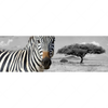 Textil Ersatzdruck Zebra In Afrika Panorama Motivvorschau
