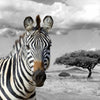 Textil Ersatzdruck Zebra In Afrika Quadrat Motivvorschau