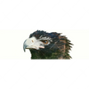 Xxl Wandbild Adler Wald Panorama Motivvorschau