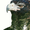 Xxl Wandbild Adler Wald Schmal Zoom