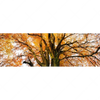 Xxl Wandbild Alte Buche Panorama Motivvorschau