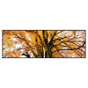 Xxl Wandbild Alte Buche Panorama Produktvorschau Frontal