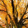 Xxl Wandbild Alte Buche Panorama Zoom