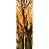 Xxl Wandbild Alte Buche Schmal Motivvorschau