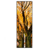 Xxl Wandbild Alte Buche Schmal Produktvorschau Frontal