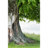 Xxl Wandbild Alte Linde Auf Sommerwiese Hochformat Motivvorschau