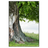 Xxl Wandbild Alte Linde Auf Sommerwiese Hochformat Produktvorschau Frontal