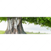 Xxl Wandbild Alte Linde Auf Sommerwiese Panorama Motivvorschau