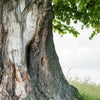 Xxl Wandbild Alte Linde Auf Sommerwiese Panorama Zoom