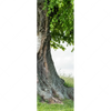 Xxl Wandbild Alte Linde Auf Sommerwiese Schmal Motivvorschau
