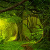 Xxl Wandbild Asiatischer Dschungel Panorama Zoom