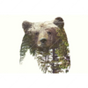 Xxl Wandbild Baer Wald No 1 Querformat Motivvorschau