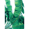 Xxl Wandbild Bananenpalme Hochformat Motivvorschau