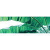 Xxl Wandbild Bananenpalme Panorama Motivvorschau