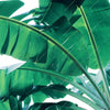 Xxl Wandbild Bananenpalme Quadrat Motivvorschau