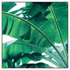 Xxl Wandbild Bananenpalme Quadrat Produktvorschau Frontal