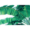 Xxl Wandbild Bananenpalme Querformat Motivvorschau
