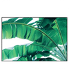 Xxl Wandbild Bananenpalme Querformat Produktvorschau Frontal