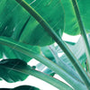 Xxl Wandbild Bananenpalme Querformat Zoom
