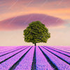 Xxl Wandbild Baum Im Blumenfeld Querformat Zoom