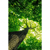 Xxl Wandbild Baum Im Wald Hochformat Motivvorschau