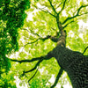 Xxl Wandbild Baum Im Wald Hochformat Zoom