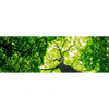 Xxl Wandbild Baum Im Wald Panorama Motivvorschau