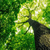 Xxl Wandbild Baum Im Wald Quadrat Motivvorschau
