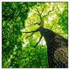 Xxl Wandbild Baum Im Wald Quadrat Produktvorschau Frontal