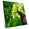Xxl Wandbild Baum Im Wald Quadrat Produktvorschau Seitlich