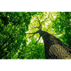 Xxl Wandbild Baum Im Wald Querformat Motivvorschau