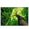 Xxl Wandbild Baum Im Wald Querformat Produktvorschau Frontal