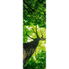 Xxl Wandbild Baum Im Wald Schmal Motivvorschau