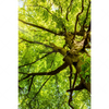 Xxl Wandbild Baumkrone Einer Buche Hochformat Motivvorschau
