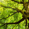 Xxl Wandbild Baumkrone Einer Buche Panorama Zoom
