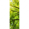 Xxl Wandbild Baumkrone Einer Buche Schmal Motivvorschau